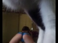 Twerking white girl cat